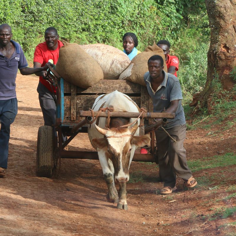 Kenya Kichwa Tembo